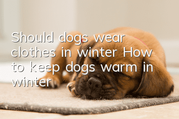 Should dogs wear clothes in winter? How to keep dogs warm in winter