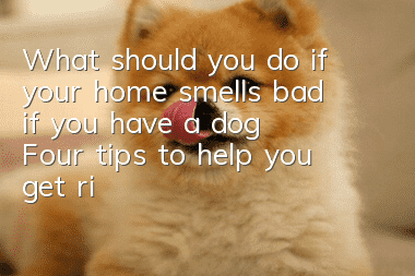 What should you do if your home smells bad if you have a dog? Four tips to help you get rid of the smell.