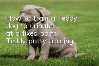 How to train a Teddy dog to urinate at a fixed point, Teddy potty training!