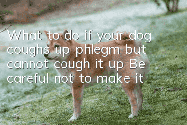 What to do if your dog coughs up phlegm but cannot cough it up? Be careful not to make it worse if your dog coughs up phlegm but cannot cough it up!