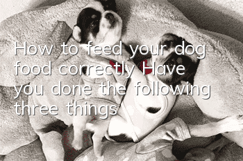 How to feed your dog food correctly? Have you done the following three things?