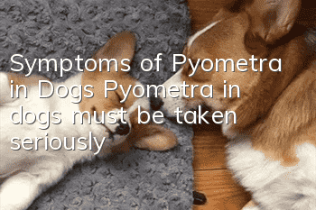 Symptoms of Pyometra in Dogs Pyometra in dogs must be taken seriously!
