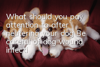 What should you pay attention to after neutering your dog? Be careful of dog wound infection