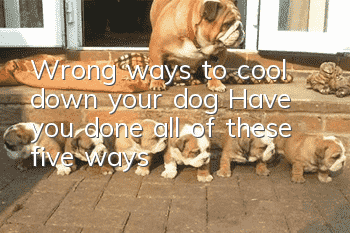 Wrong ways to cool down your dog? Have you done all of these five ways?
