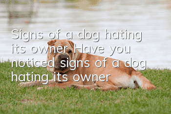Signs of a dog hating its owner Have you noticed signs of a dog hating its owner?