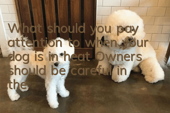 What should you pay attention to when your dog is in heat? Owners should be careful in these aspects