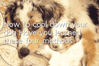 How to cool down your dog? Have you learned these four methods?