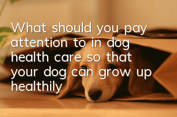 What should you pay attention to in dog health care so that your dog can grow up healthily?