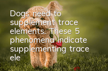 Dogs need to supplement trace elements. These 5 phenomena indicate supplementing trace elements!