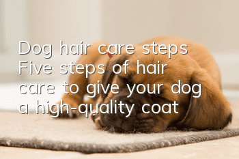 Dog hair care steps Five steps of hair care to give your dog a high-quality coat!