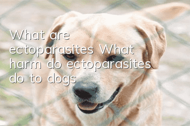 What are ectoparasites? What harm do ectoparasites do to dogs?