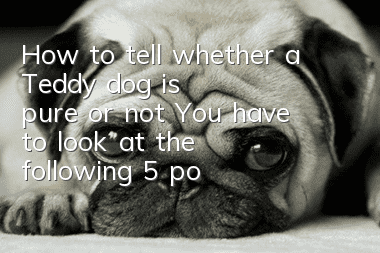 How to tell whether a Teddy dog is pure or not? You have to look at the following 5 points to determine whether a Teddy dog is pure or not!