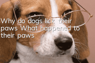 Why do dogs lick their paws? What happened to their paws?