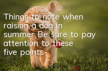 Things to note when raising a dog in summer: Be sure to pay attention to these five points