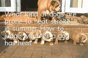 What kind of dogs are prone to heat stroke in summer? How to judge whether a dog has heat stroke?