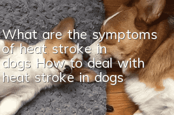 What are the symptoms of heat stroke in dogs? How to deal with heat stroke in dogs