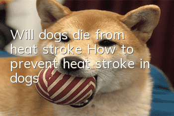 Will dogs die from heat stroke? How to prevent heat stroke in dogs