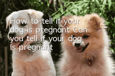 How to tell if your dog is pregnant? Can you tell if your dog is pregnant?