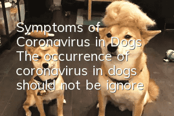 Symptoms of Coronavirus in Dogs The occurrence of coronavirus in dogs should not be ignored!