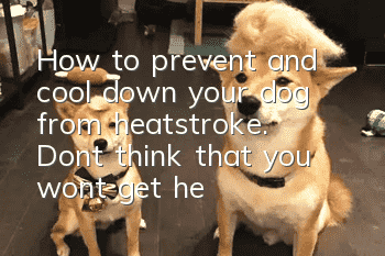 How to prevent and cool down your dog from heatstroke. Don’t think that you won’t get heatstroke if you don’t go out.