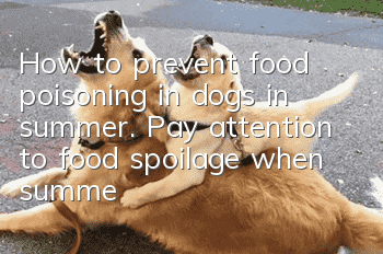 How to prevent food poisoning in dogs in summer. Pay attention to food spoilage when summer comes