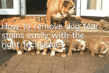 How to remove dog tear stains easily with the right techniques
