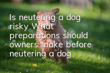 Is neutering a dog risky? What preparations should owners make before neutering a dog?