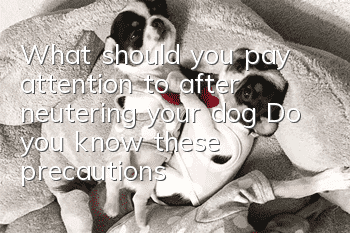 What should you pay attention to after neutering your dog? Do you know these precautions?