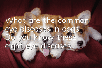 What are the common eye diseases in dogs? Do you know these eight eye diseases?