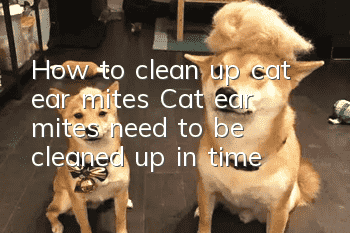 How to clean up cat ear mites Cat ear mites need to be cleaned up in time!