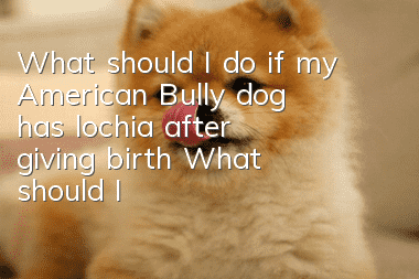 What should I do if my American Bully dog ​​has lochia after giving birth? What should I do if my American Bully dog ​​has postpartum lochia?