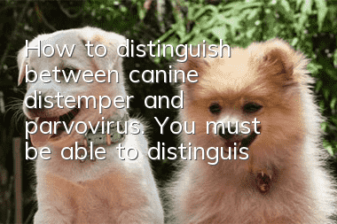 How to distinguish between canine distemper and parvovirus. You must be able to distinguish between canine distemper and parvovirus!