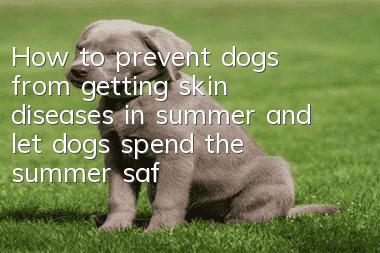 How to prevent dogs from getting skin diseases in summer and let dogs spend the summer safely