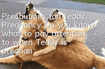 Precautions for Teddy Pregnancy Do you know what to pay attention to when Teddy is pregnant?
