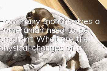 How many months does a Pomeranian need to be pregnant? What are the physical changes of a Pomeranian during pregnancy?