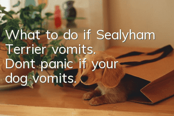 What to do if Sealyham Terrier vomits. Don’t panic if your dog vomits.