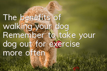 The benefits of walking your dog: Remember to take your dog out for exercise more often
