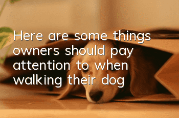 Here are some things owners should pay attention to when walking their dog: