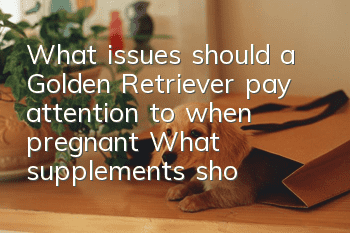 What issues should a Golden Retriever pay attention to when pregnant? What supplements should a Golden Retriever take during pregnancy?