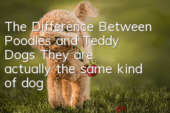 The Difference Between Poodles and Teddy Dogs: They are actually the same kind of dog!
