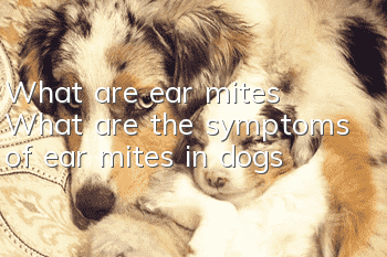 What are ear mites? What are the symptoms of ear mites in dogs?