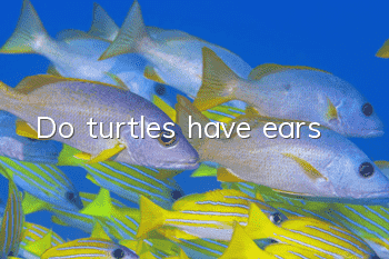 Do turtles have ears?