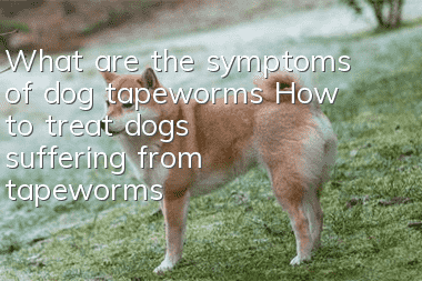 What are the symptoms of dog tapeworms? How to treat dogs suffering from tapeworms?