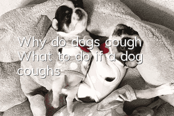 Why do dogs cough? What to do if a dog coughs