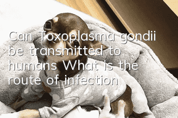 Can Toxoplasma gondii be transmitted to humans? What is the route of infection?