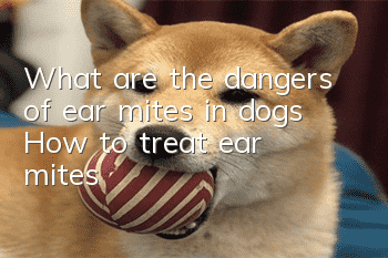 What are the dangers of ear mites in dogs? How to treat ear mites?