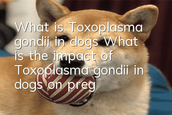 What is Toxoplasma gondii in dogs? What is the impact of Toxoplasma gondii in dogs on pregnant women?
