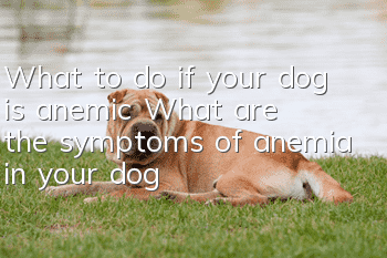 What to do if your dog is anemic? What are the symptoms of anemia in your dog?