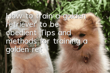 How to train a golden retriever to be obedient? Tips and methods for training a golden retriever