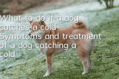 What to do if a dog catches a cold Symptoms and treatment of a dog catching a cold